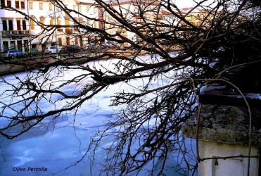glicine d'inverno