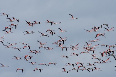 Fenicotteri