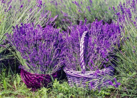 Il Delta e la lavanda di Cà Vittorina: la festa è naturalmente qui!