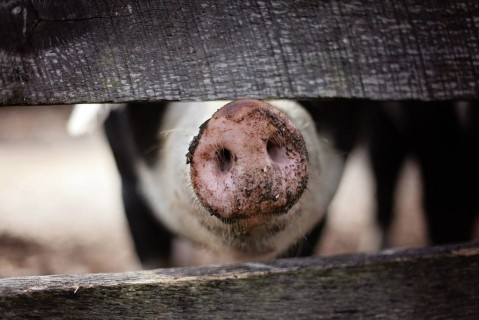 Il porco del parco del Delta del Po: gli aromi di una volta