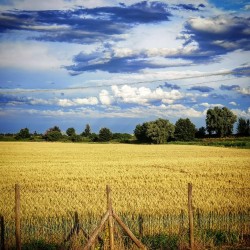 Campo di grano