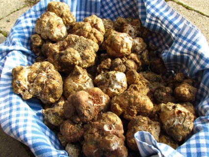Accademia del Tartufo del Delta del Po: eccellenza in natura