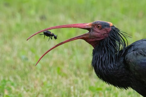 Delta del Po, scrigno di biodiversità dove atterra l'Ibis eremita