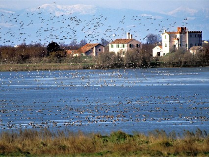 Aeroporto Delta, 45° parallelo e birdwatching experience
