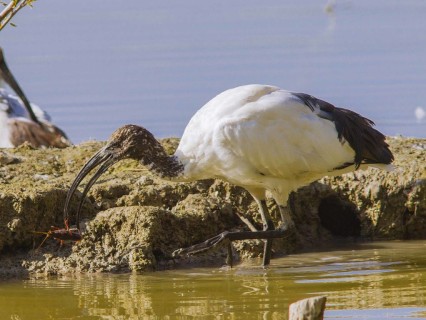 Ibis sacro: un alieno nel Delta del Po, curiosità ed immagini