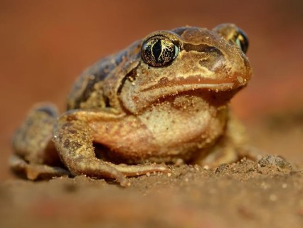 Pelobate Fosco: la biodiversità nel Delta Po, unico sito riproduttivo