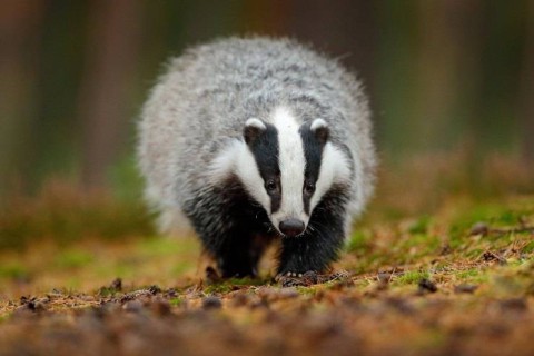 Attimi di natura, il ritorno del Tasso in Polesine e nel Delta del Po