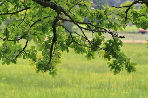 La quercia di Dante, la "Rovra” di San Basilio