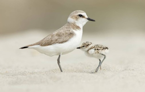 Speciale Fratino: specie a rischio di estinzione, il Delta del Po c’è