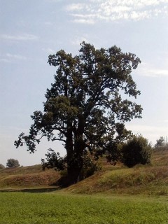 La quercia di Dante, sette secoli, sette querce, sette custodi