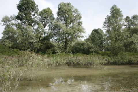 Biodiversità del Delta dl Po: l’Erpetofauna, anfibi e rettili