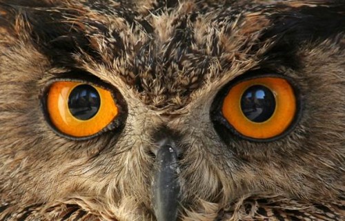 I rapaci notturni, gli uccelli delle streghe: 6 specie del Delta del PO
