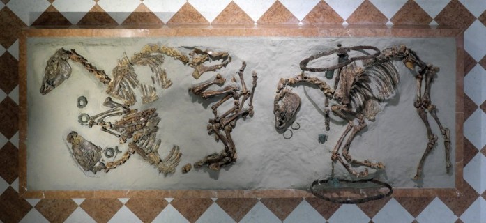 Fra gli animali del Museo Archeologico di Adria: caccia al reperto
