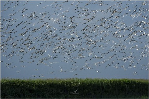 Avifauna del Delta del Po, sono arrivati tutti.