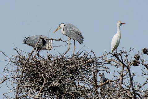 Gli aironi del Delta del Po comprendono addirittura nove specie