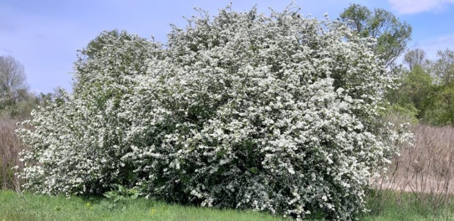 Delta del Po in bianco, si riparte all'aria aperta