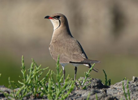 Angoli d'Africa nel Delta del Po, per chi ama foto e birdwatching