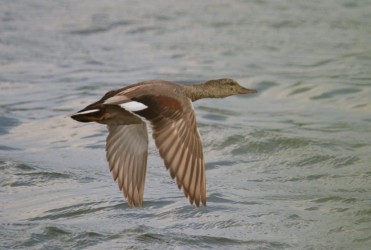 Delta fauna