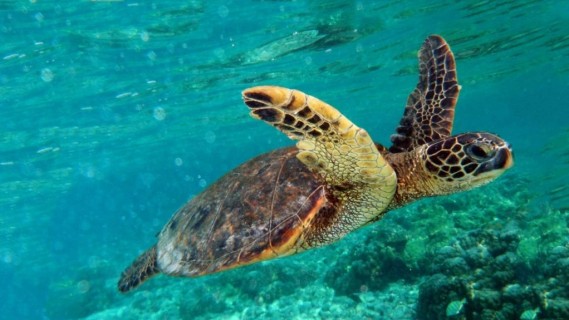 Le Tartarughe marine nidificano nel Delta del Po: una bella notizia