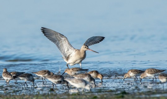 Cronaca di birdwatching nel Delta del Po:  chi arriva con l'inverno