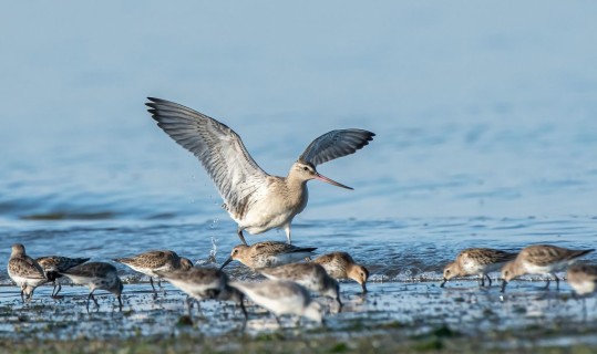 Cronaca di birdwatching nel Delta del Po: chi arriva con l'inverno