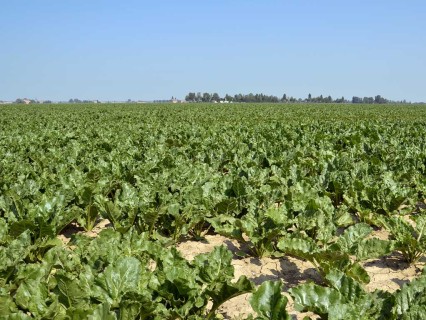 Barbabietole da zucchero e zuccherifici in Polesine: artefice il Dott. Ottavio Munerati