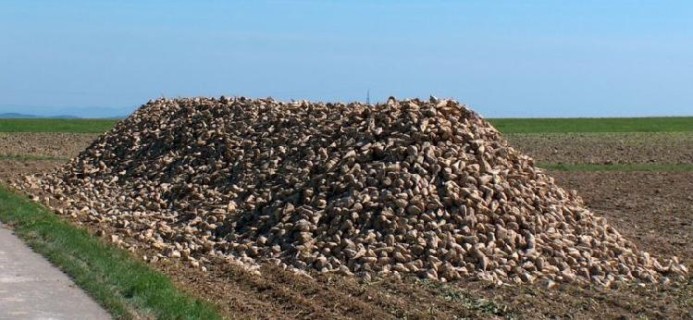 Alla scoperta degli zuccherifici in Polesine: seconda parte