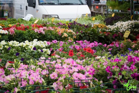 Torna Adria in fiore e la primavera esplode ad Adria